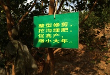 高��油茶整型修剪口决